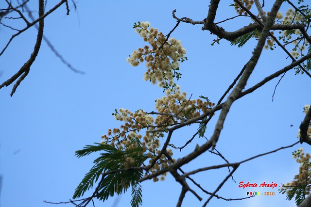 Flores da Seca: Angico (3)