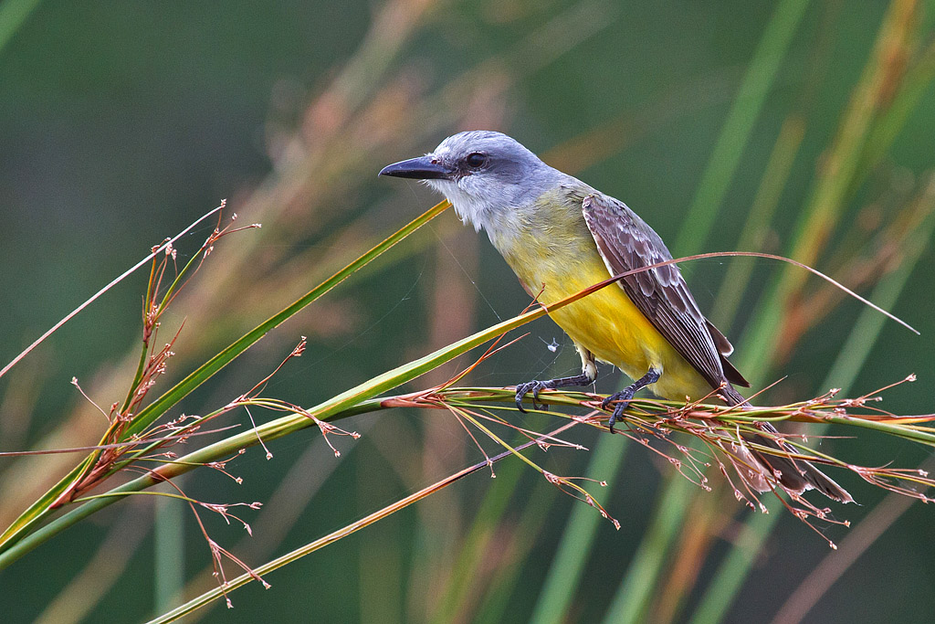 Tropical Kingbird (Tyrannus melancholicus) - Tropisk kungstyrann - Belize