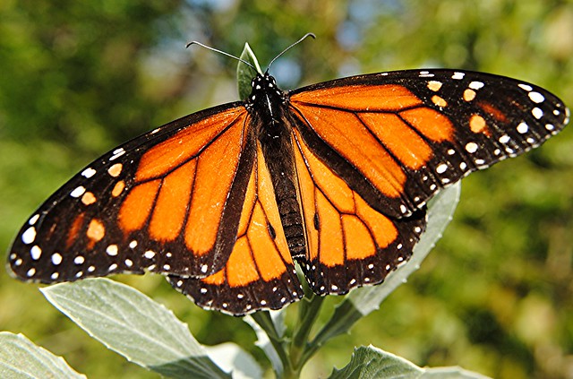 Magnificent Monarch butterfly feeds on Sea Daisy