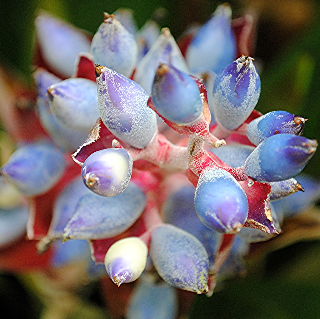 Wondrous blue Bromeliad with rosy stems... Aechmea woronowii