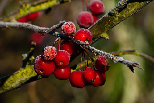 Crab apples with a dusting of frost