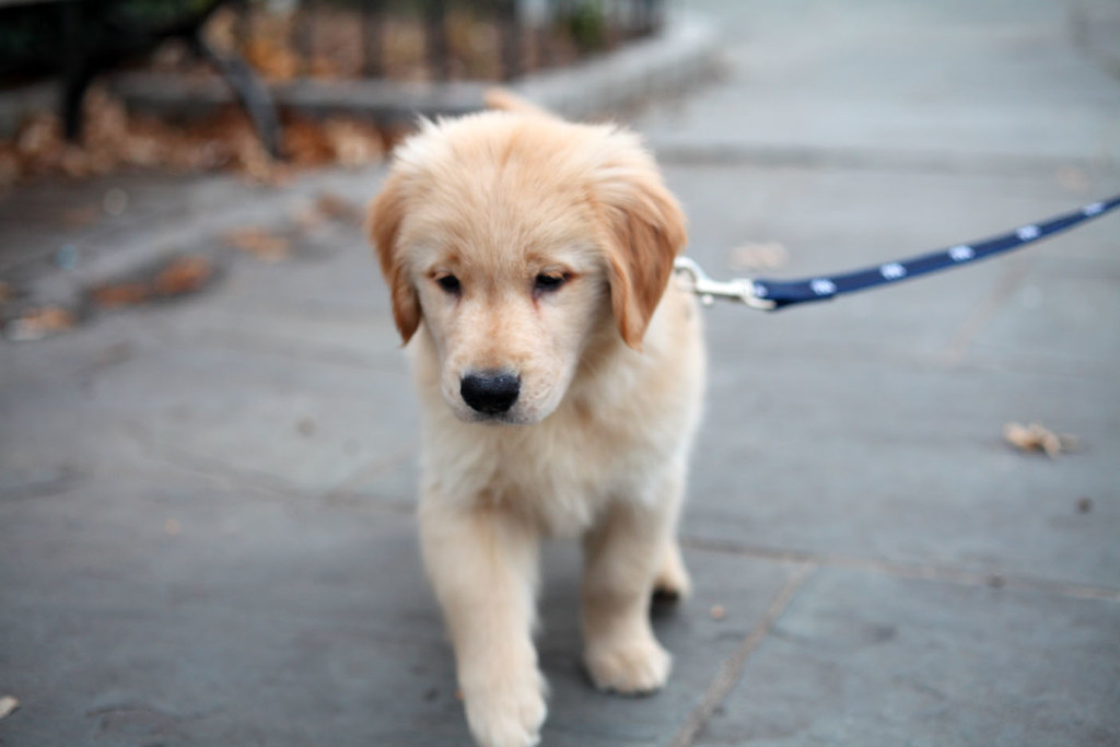 Golden Retriever puppy Taking his first walk on a leash Flickr