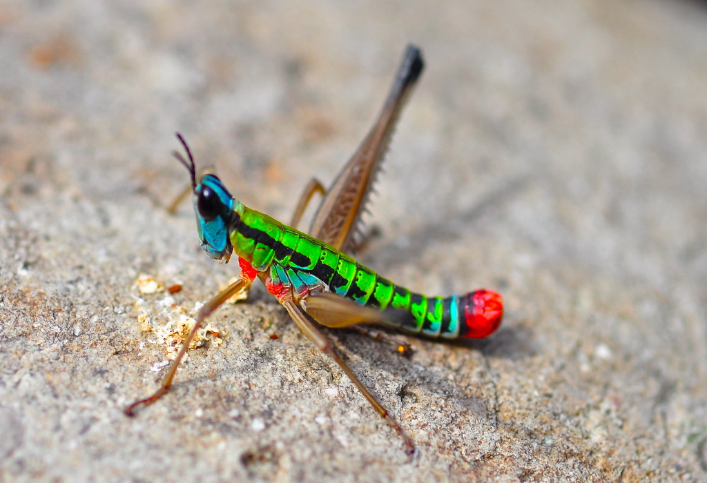 neon grasshopper, Montecristo National Park, El Salvador | Flickr