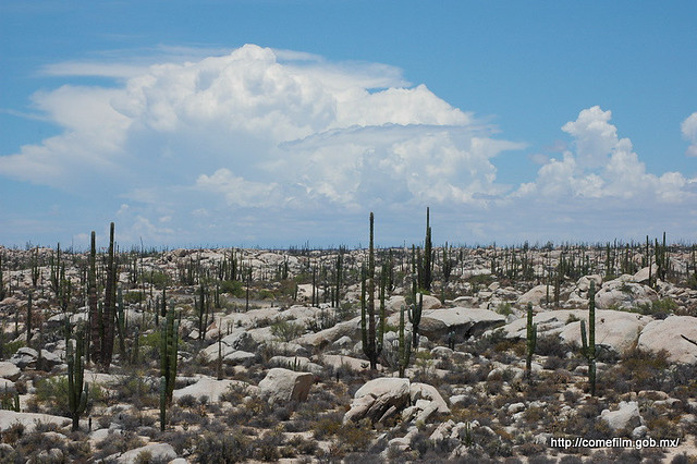 Desierto La Rumorosa, Baja California