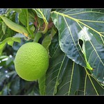 Polynesia: Uru or Breadfruit....the Fruit that changed the World