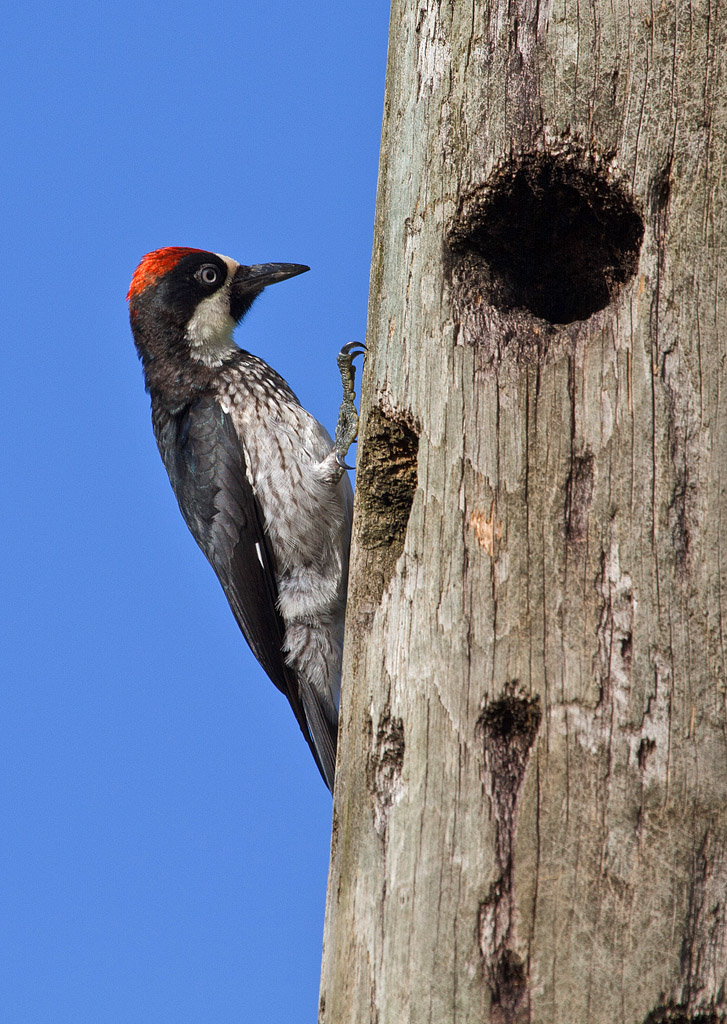 Acorn Woodpecker (Melanerpes formicivorus) - Samlarspett - Belize