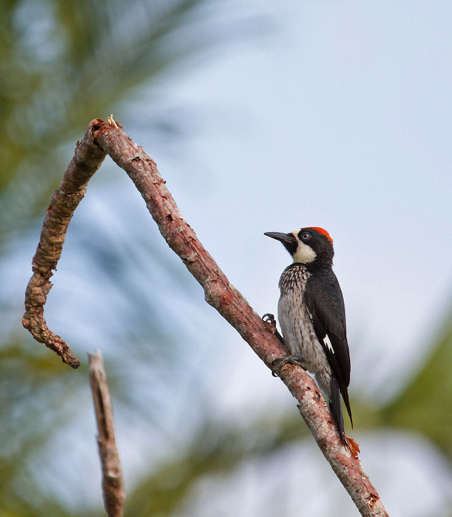 Acorn Woodpecker (Melanerpes formicivorus) - Samlarspett - Belize