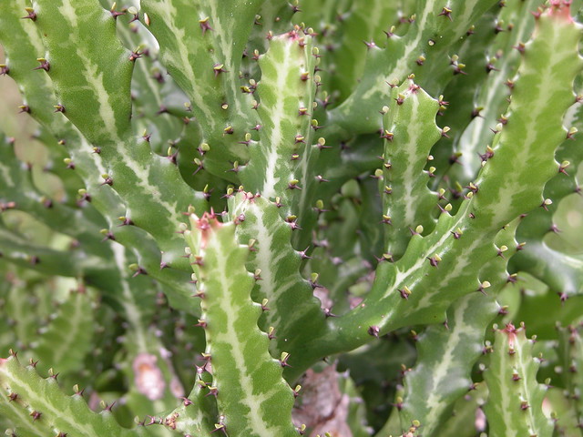 Cactus: ELKHORN / CANDELABRA