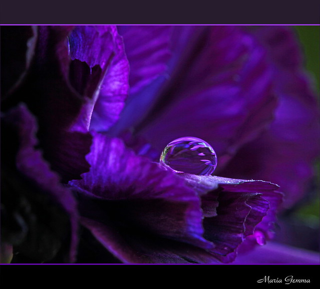 The Dance of the Color Purple ~~ Title by Luigi Mirto