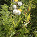 Flickr photo 'Sonchus arvensis FIELD SOW THISTLE' by: gmayfield10.