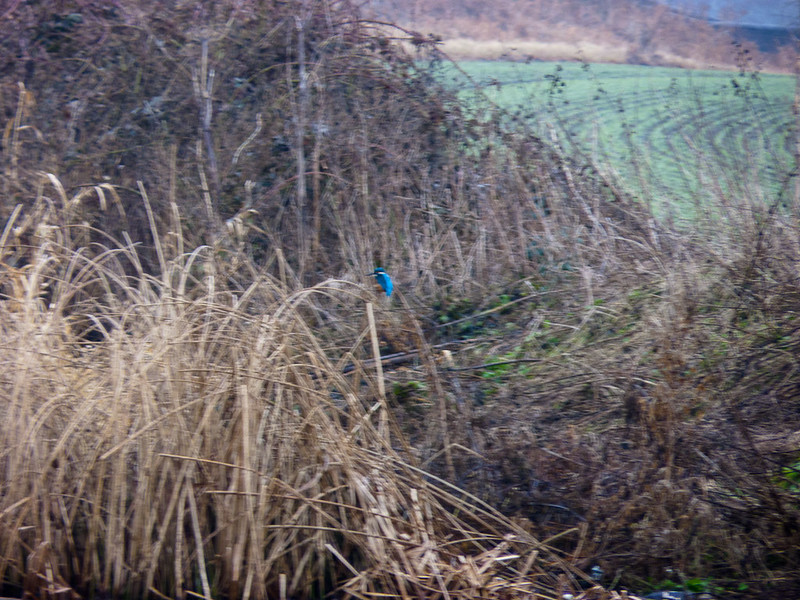 Kingfisher in a bed of reeds
