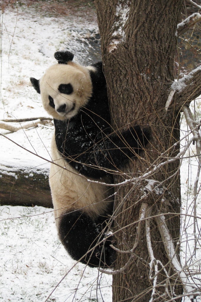 Mei Xiang Loves Her Trees | January 8, 2011: Mei Xiang,the f… | Flickr