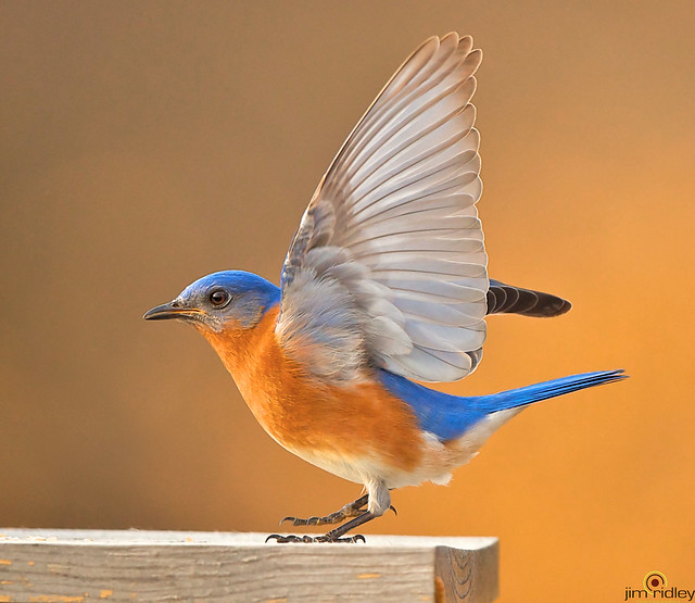 Dancing Blue Bird!!