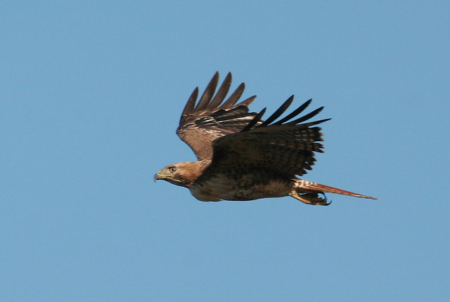 Red-tailed Hawk (Buteo jamaicensis); Cosumnes River Preserve, CA [Lou Feltz]