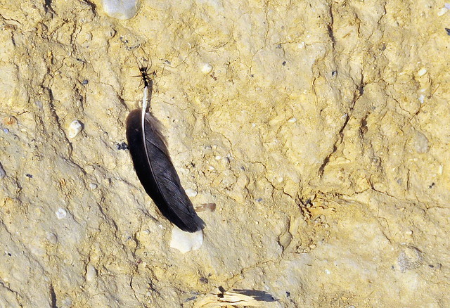 Aphaenogaster  sp