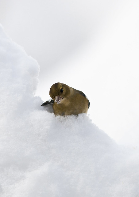 Female Chaffinch (Fringilla coelebs) in the Snow
