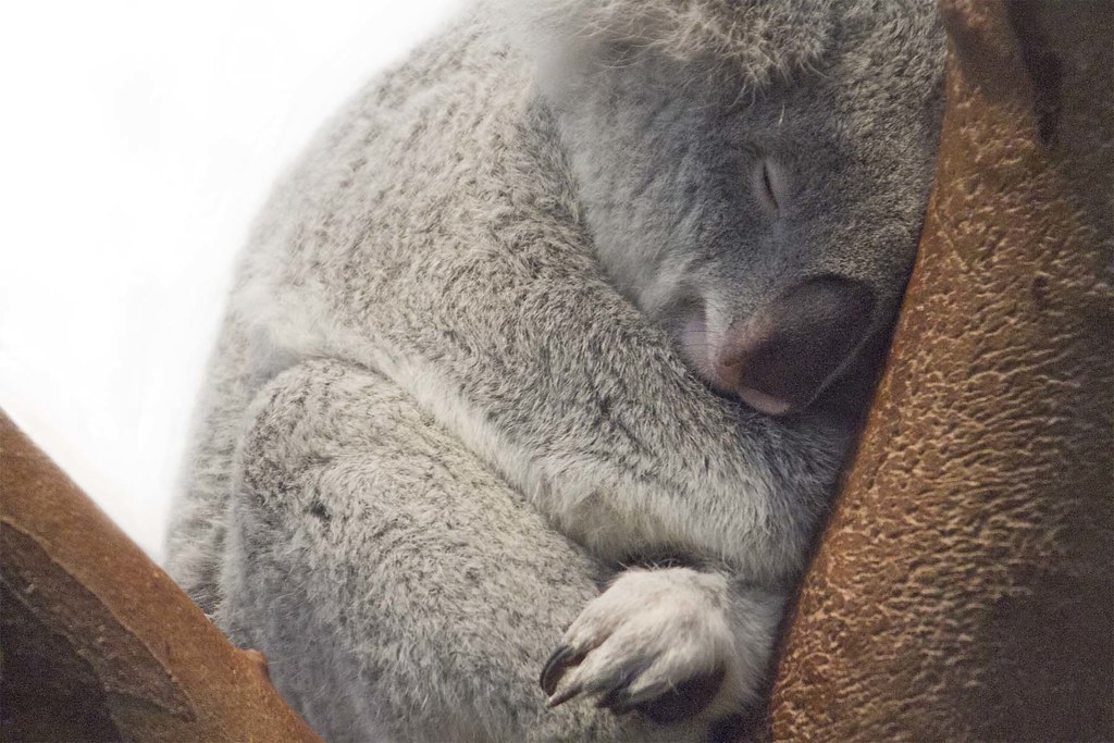 Сколько спят коалы. Спящий коала. Я коала. Засыпающая коала.
