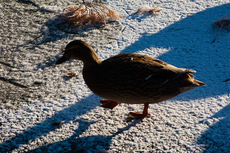 Mallard