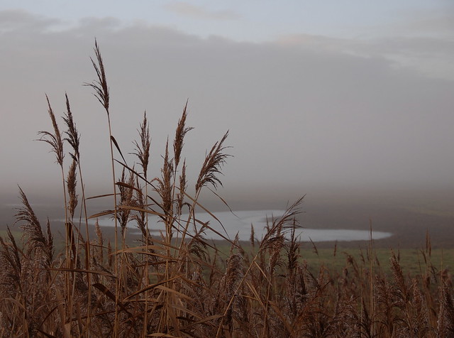 reeds and foggy marsh