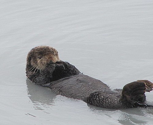 Sleeping sea otter