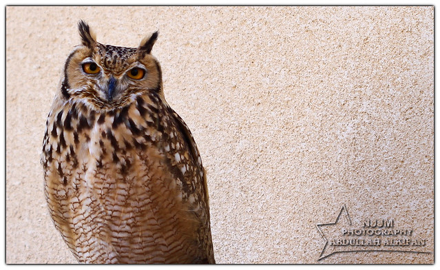 Arab Owl