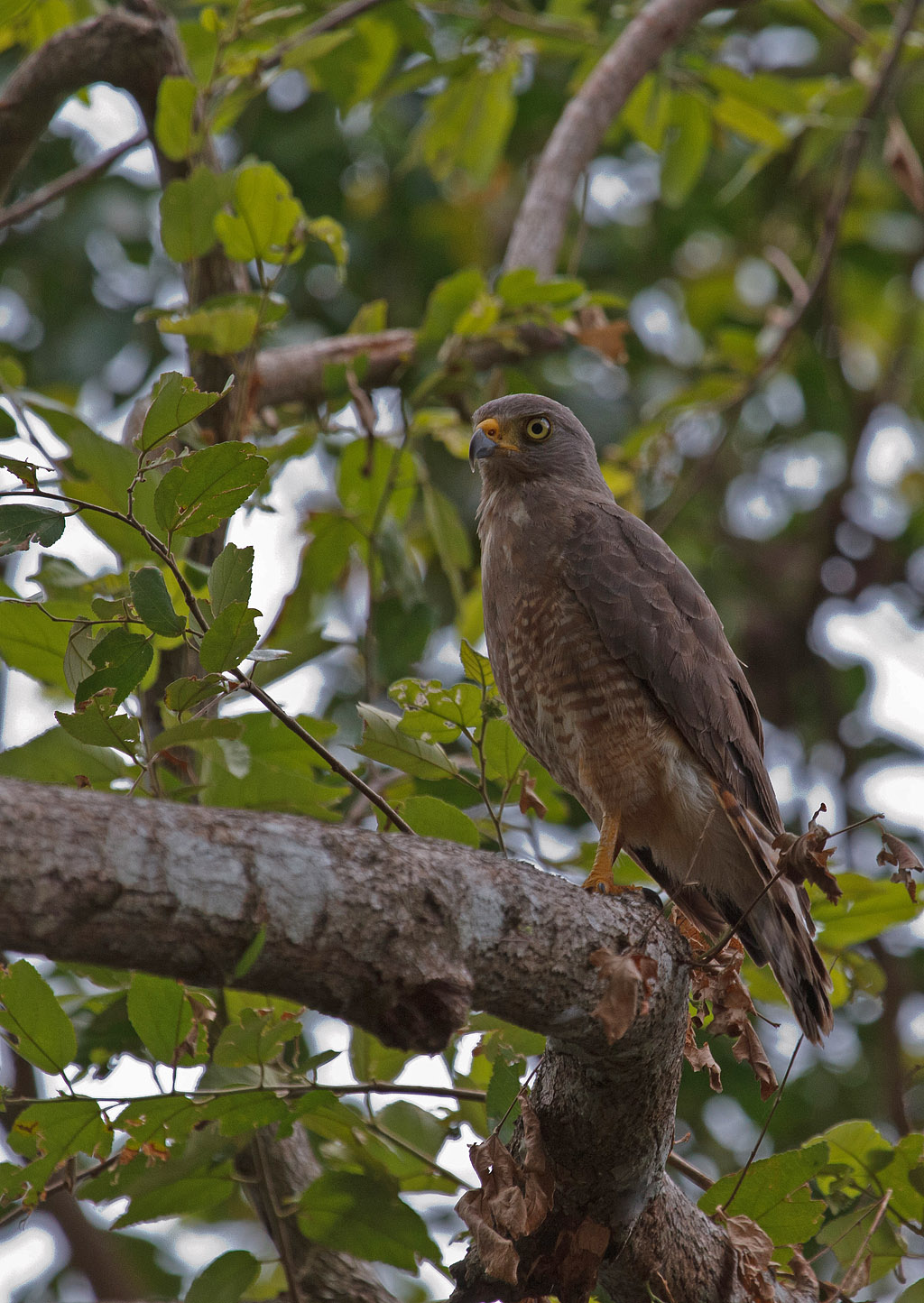 Roadside Hawk (Buteo magnirostris) - Vägvråk - Belize