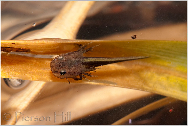 Flatwoods Salamander hatchling