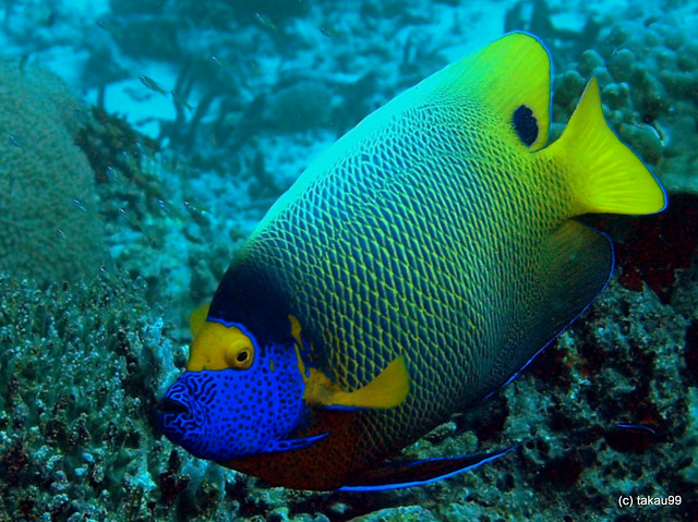 Yellowface angelfish - Maldives