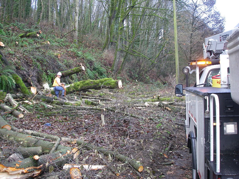 Tree trimmer cuts trunk of tree that has fallen onto the road.