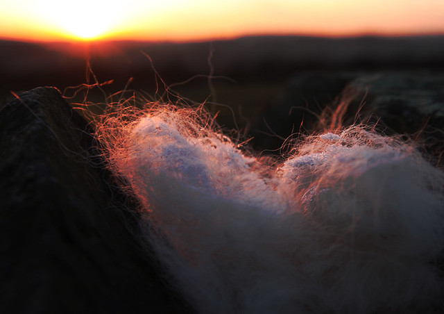 Lambs' wool at sunset