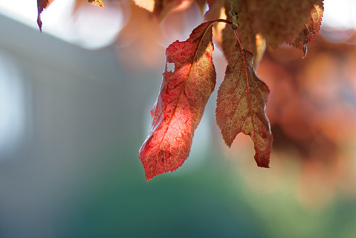 Lumière d'automne - Light of fall