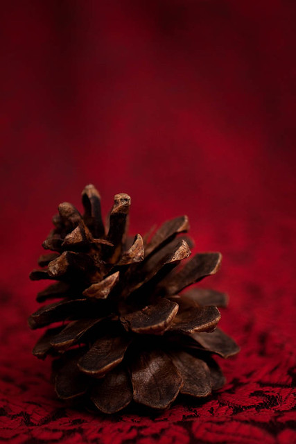Pinecone on Red