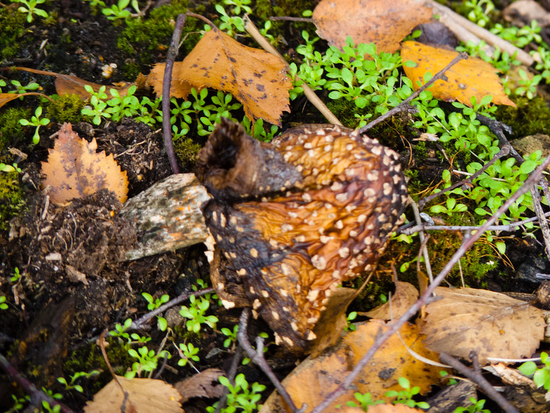 Fly agaric