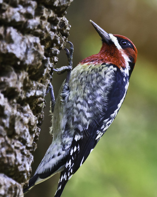 F2) Hybrid Sapsucker - Red-breasted & Red-naped (multiple views)