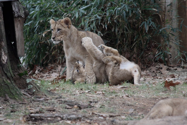 Lion Cubs with Female Lion