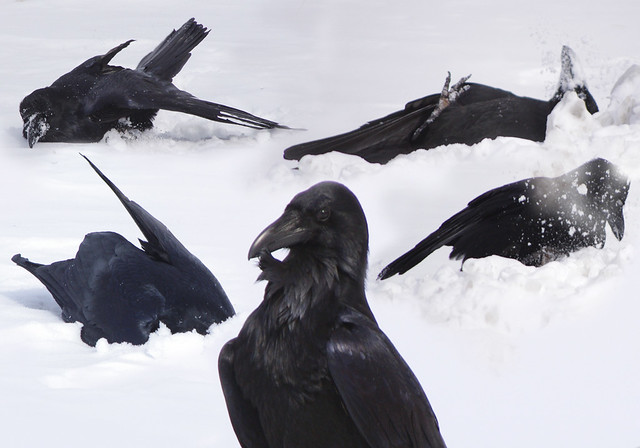 Raven Snow Collage