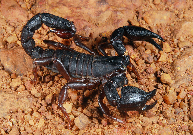 Small harmless scorpion (Brotheas sp, Chactidae)