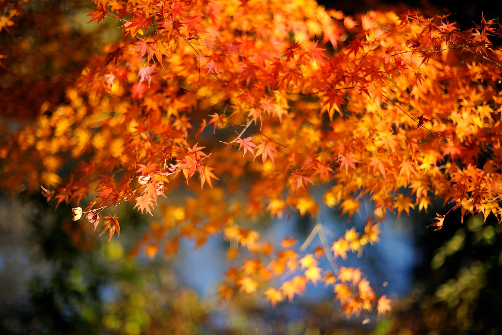 Momiji | カエデ Japanese maple | myu-myu | Flickr
