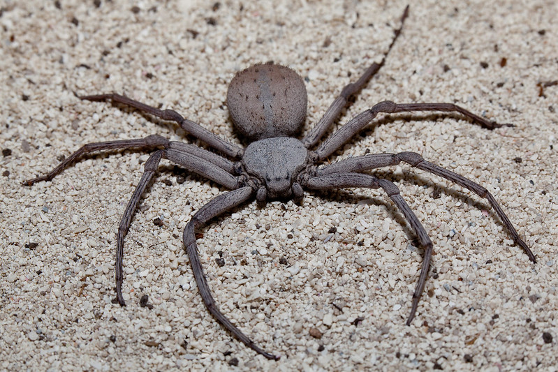 Sicarius Spider