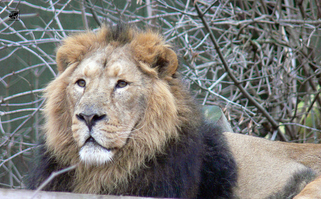 Ázsiai oroszlán - Asiatic Lion