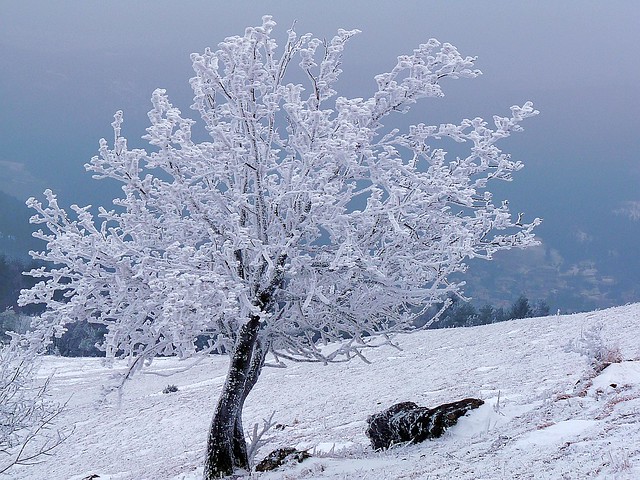 Freezing Fog Into Hoar Frost (Calabrosa)