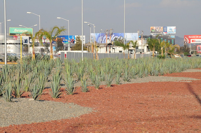 El paisaje agavero en el Aeropuerto Internacional de Guadalajara