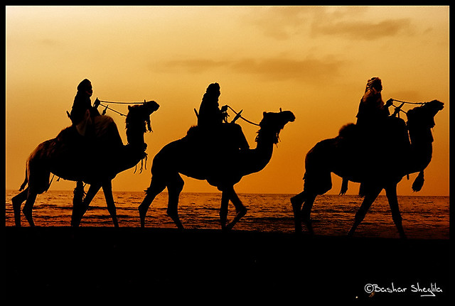 Camels Caravan !