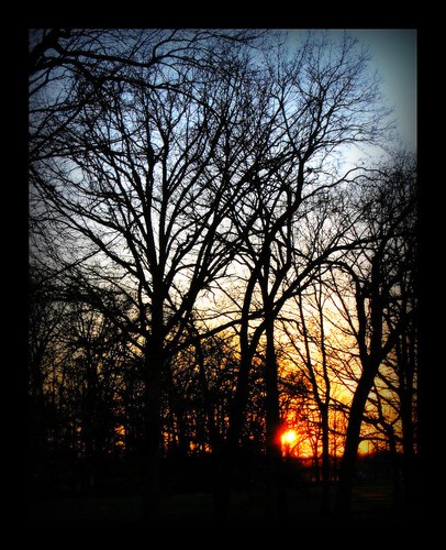 trees sunset nature nikon michigan silhouettes d40