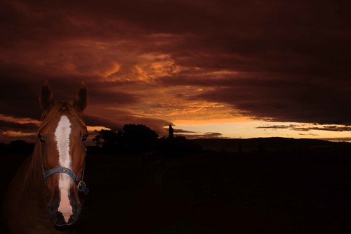 sunset newzealand horse otago ranfurly kyeburn