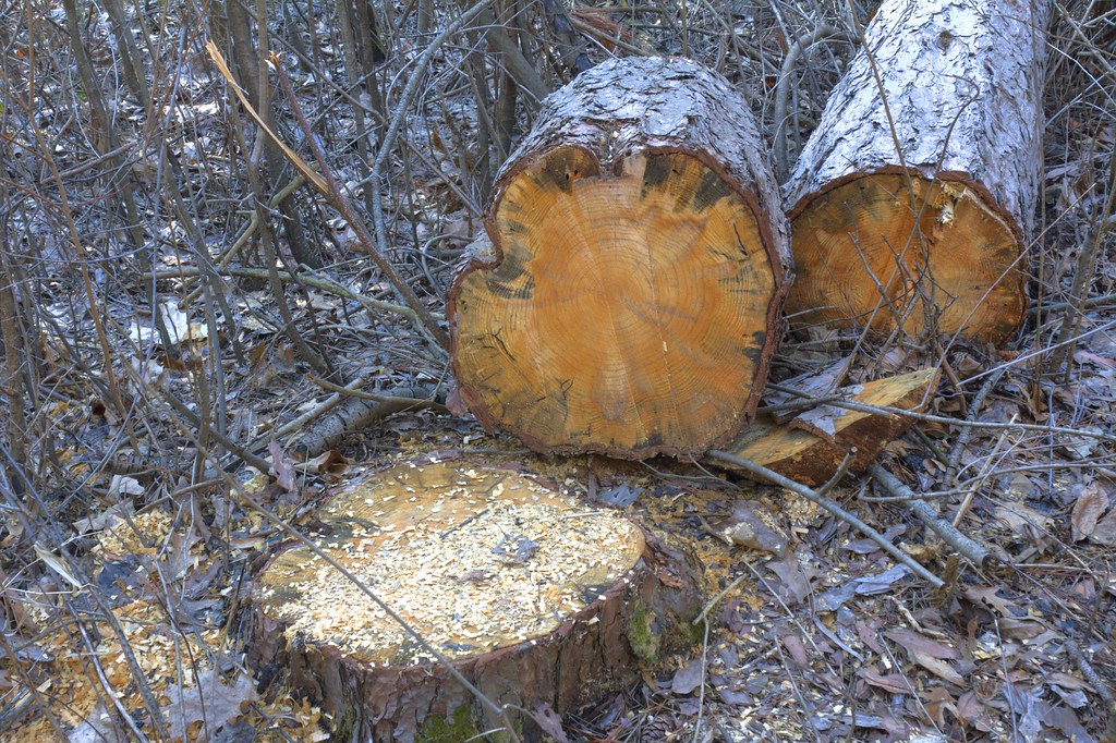 Tree Rings in HDR | Recently felled tree on a path running t… | Flickr