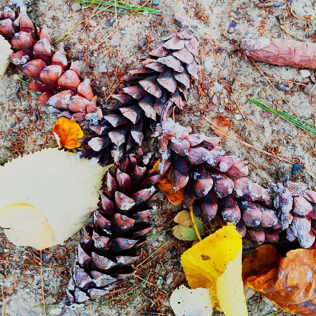 #pinecones #fall #october #2016 #longisland #longislandny #newyork #park #hiking #hikingadventures