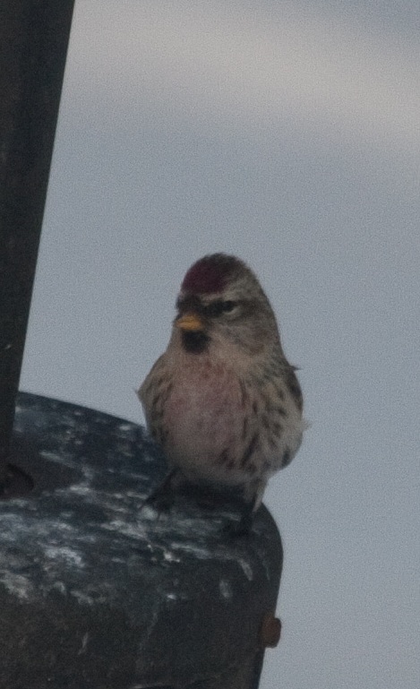 Redpoll #1