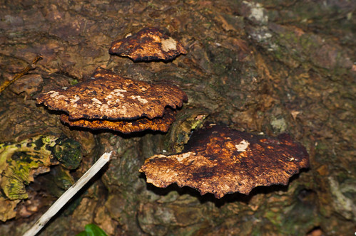Old bracket fungus