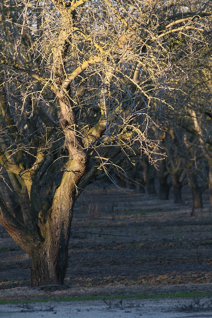 California Valley Almond Orchard in Winter